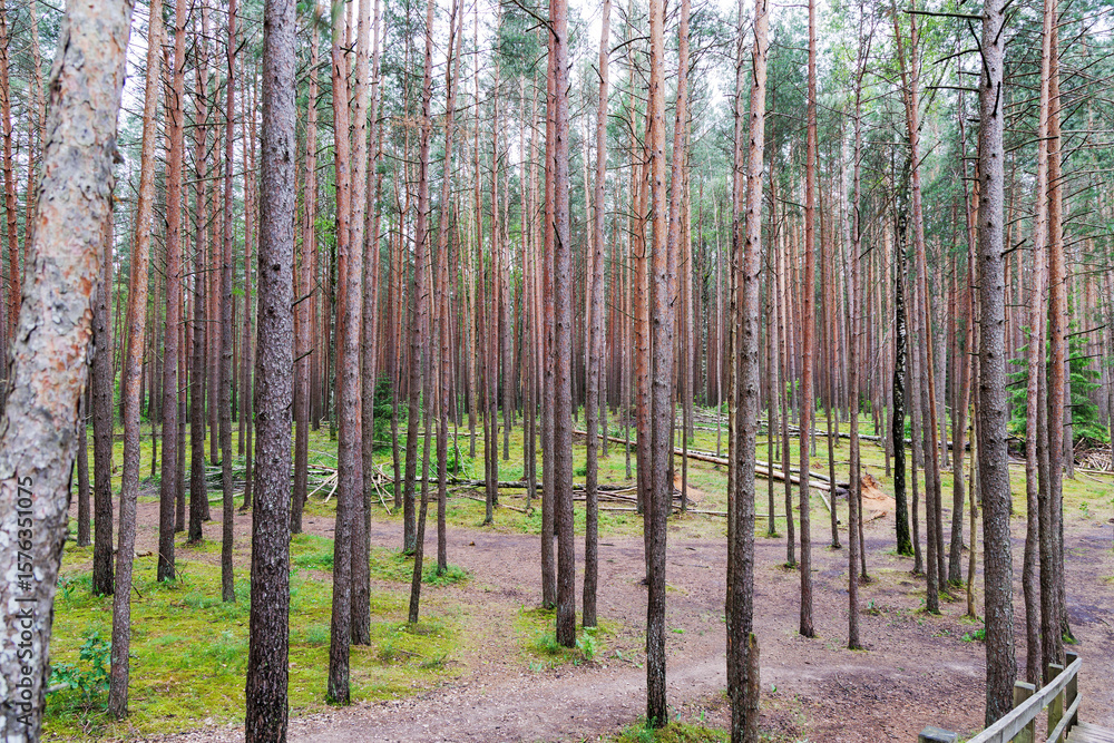 Naklejka premium Dense Pine Forest with Straight Trunks