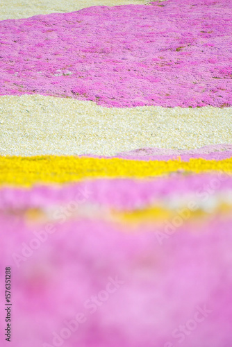 Abstract Landscape of Floral Tapestry: A captivating perspective of delicate pink and yellow flowers creates a vibrant, painterly landscape.