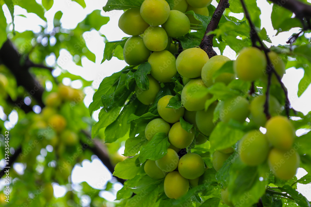 Plum branches are heavily laden with green, unripe fruits, creating a picturesque view of a future harvest. Lush leaves and densely packed plums emphasize the natural abundance and freshness of a summ Plum branches are heavily laden with green, unripe fruits, creating a picturesque view of a future harvest. Lush leaves and densely packed plums emphasize the natural abundance and freshness of a summ
