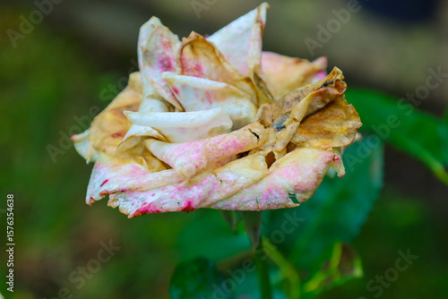 Fotografi A withered rose with faded petals losing their color and firmness