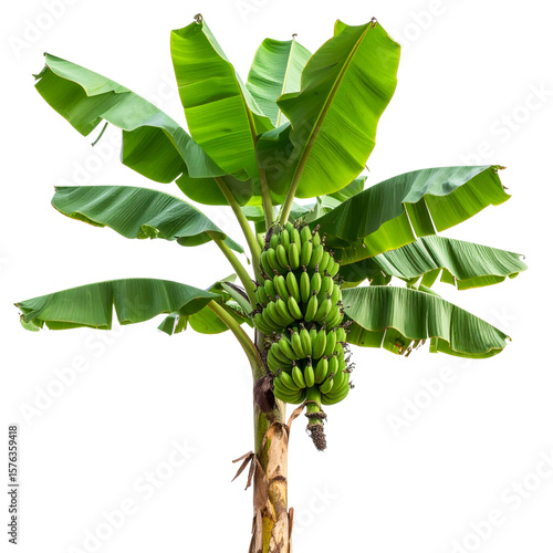 Realistic Green Banana Tree with Leaves and Growing Bananas, Transparent Background