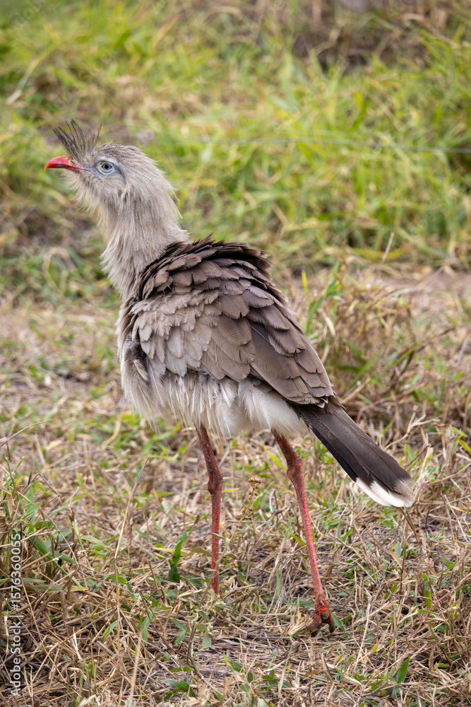 Obraz premium Seriemas are the only living members of the bird family Cariamidae, which is also the only surviving lineage of the order Cariamiformes.