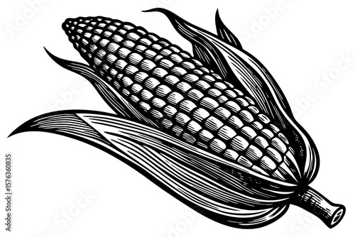 corn cobs isolated on white