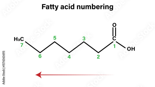 Fatty Acid Numbering – Carbon Positioning in Saturated Fatty Acids Vector Diagram