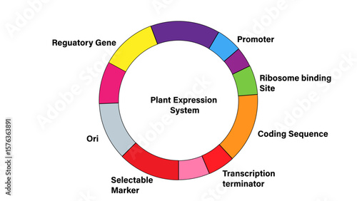 Plant Expression System Plasmid Map: Genetic Engineering Vector Illustration


