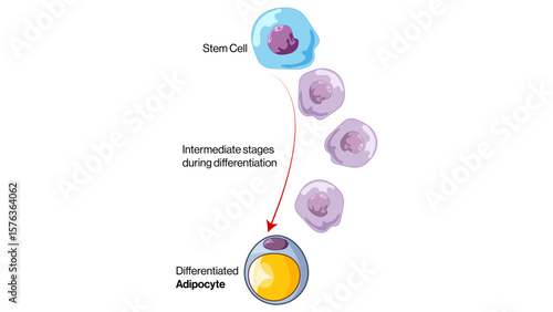 Adipocyte Differentiation from Stem Cells: The Process of Adipogenesis Vector Illustration
