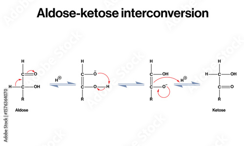 Aldose-Ketose Interconversion: Tautomerization in Carbohydrate Chemistry Vector Illustration