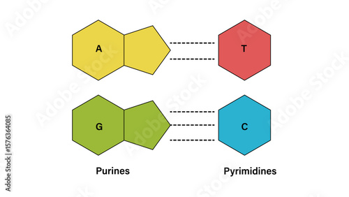 Purines and Pyrimidines: DNA Base Pairing and Chargaff rule structure Vector Illustration