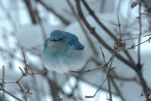 Mountain Blue Bird in the snow