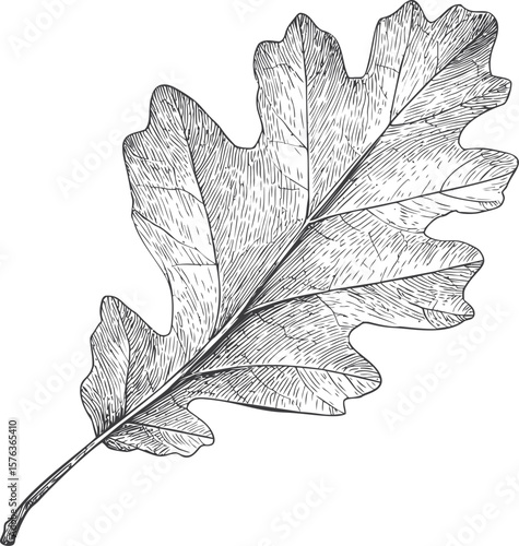 Hand-drawn intricate oak leaf sketch with detailed linework. Vector illustration