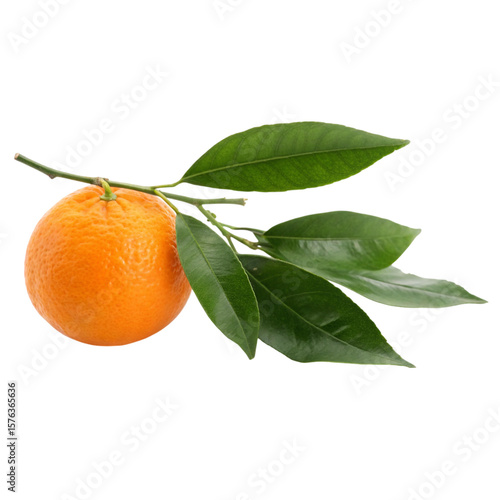 A vibrant orange hanging from a branch of lush green leaves evoking feelings of summer and on transparent background