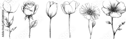 Black and white sketch of six different flowers in a minimalist style. Vector illustration