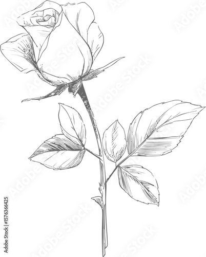Detailed pencil sketch drawing of a single rose with leaves. Vector illustration