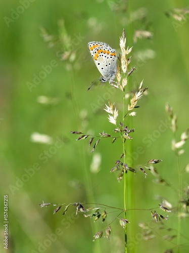 wildlife photos. photos of butterflies in natural areas.