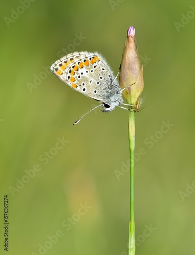 Wallpaper Mural wildlife photos. photos of butterflies in natural areas. Torontodigital.ca