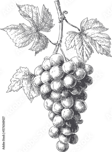 Detailed black and white ink drawing of grapevine with leaves. Vector illustration in sketch style