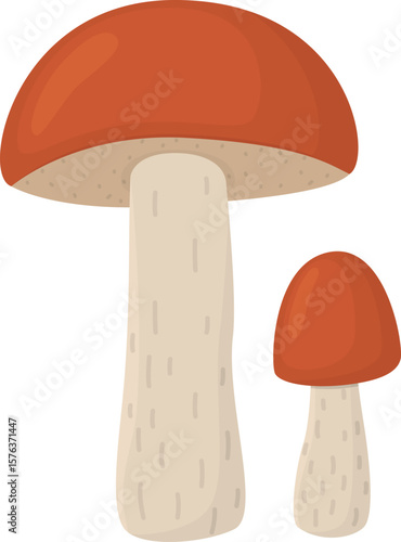 Illustration of red-capped scaber stalk mushroom. Edible natural mushrooms isolated on white background