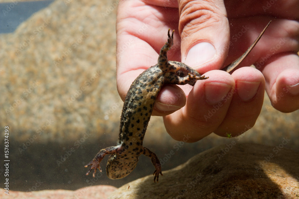 Naklejka premium underwater photo Sardinian brook salamander (Euproctus platycephalus), Pike-headed Newt, Sardinian Mountain Newt, Pike-headed Newt, Amphibians Mount Limbara, Gallura, Tempio Pausania, Sardinia, Italy