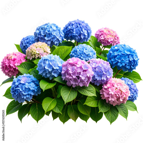 Realistic Hydrangea Bush with Clusters of Blue and Pink Flowers, Transparent Background