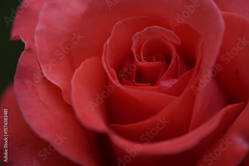 Wallpaper Mural valentine rose Torontodigital.ca