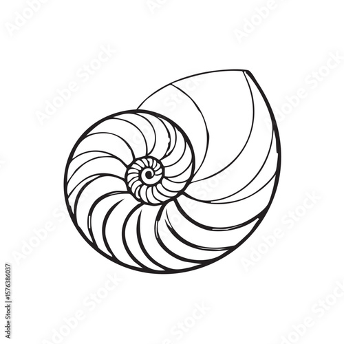 Nautilus shell vector illustration showing a spiral sea pattern on white background