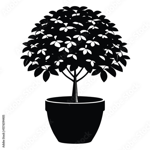 Black potted plant with rounded foliage and visible leaves tree
