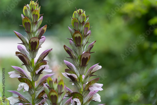 Fotografie Acanthus mollis pair