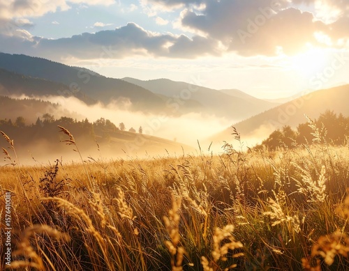 field of wheat