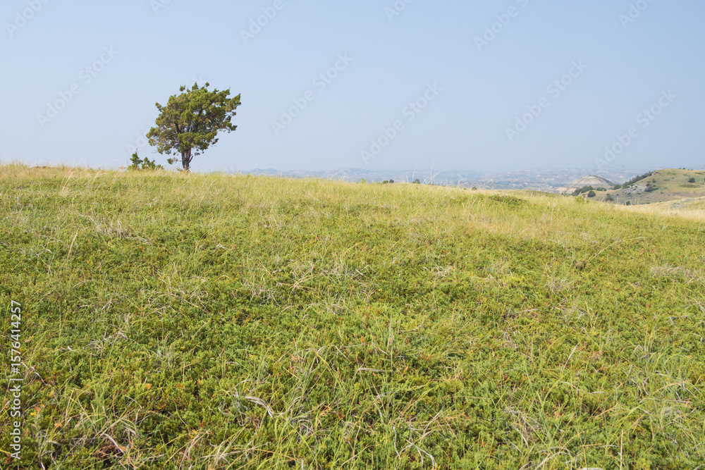 Fototapeta premium Tree in a field with Theodore Roosevelt National Park in background