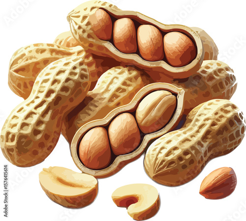 Freshly harvested peanuts displayed close up with several open shells showing kernels