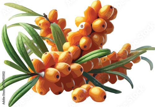 Illustration of ripe sea buckthorn berries and leaves depicting natural autumnal harvest details