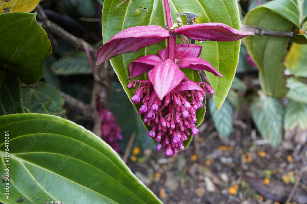 Obraz premium Medinilla magnifica is a tropical plant in the genus Medinilla in the family Melastomataceae. Botanical Garden, Funchal, Madeira – Portugal.