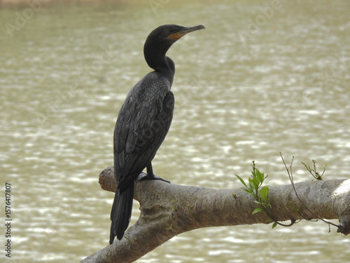 Neotropical Cormorant