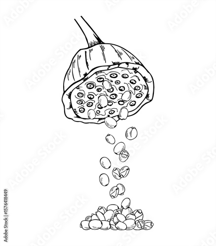 Lotus seed pods scattering nuts into pile vector monochrome hand painted illustration. Tropical aquatic waterlily pod realistic graphic sketch for herbal medicine packaging, tea branding, Asian design