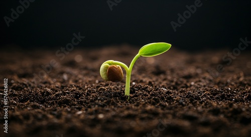 Green seedling emerging from soil in dark background  