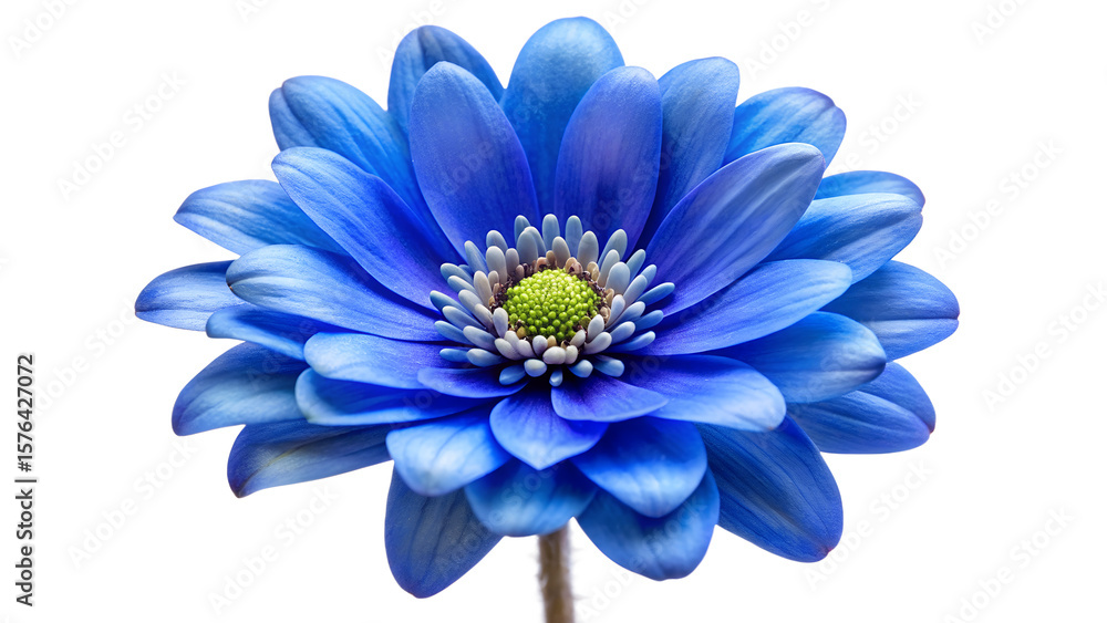 Fototapeta premium A vibrant blue anemone flower with delicate petals, isolated on a transparent background