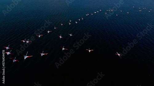A flock of flamingos flies over the dark blue waters of lake natron