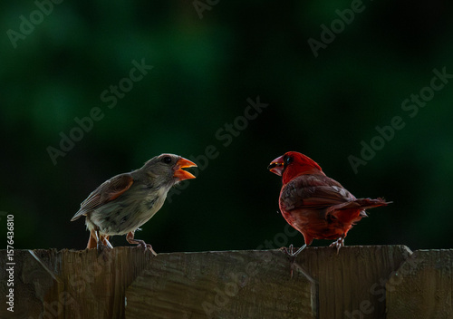 Male and female cardinals on a fence