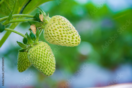 Close-up of two unripe strawberries in a strawberry greenhouse