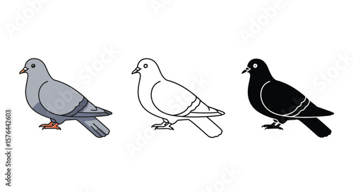 Pigeon Bird Illustrations Line Art and Color Variations