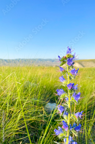 beautiful blue wildflower on a blue sky background