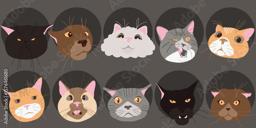  Isolated flat vector illustration of cat muzzles. A set of emotional cat faces