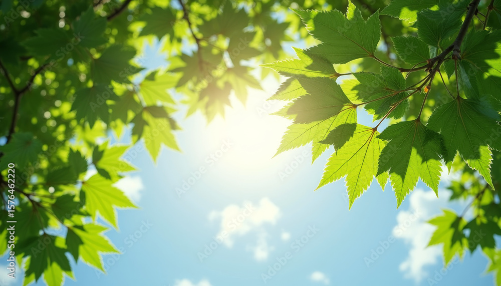 Sunlit Green Leaves Framing a Clear Blue Sky in Nature Photography Sunlit Green Leaves Framing a Clear Blue Sky in Nature Photography