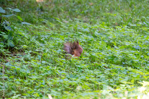 Eichhörnchen posiert in der Wiese