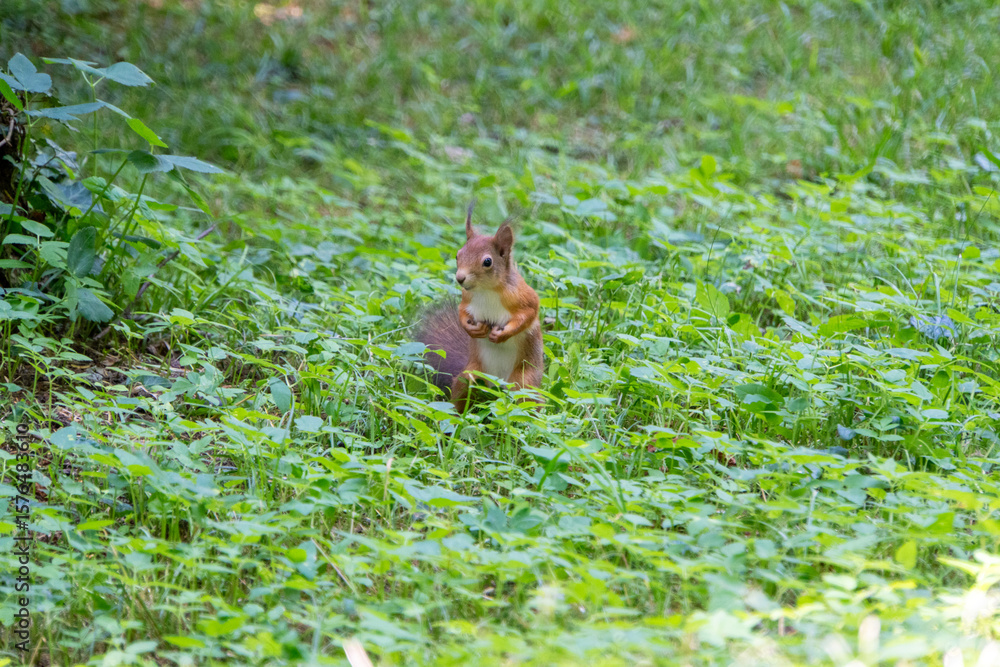 Fototapeta premium Eichhörnchen posiert in der Wiese