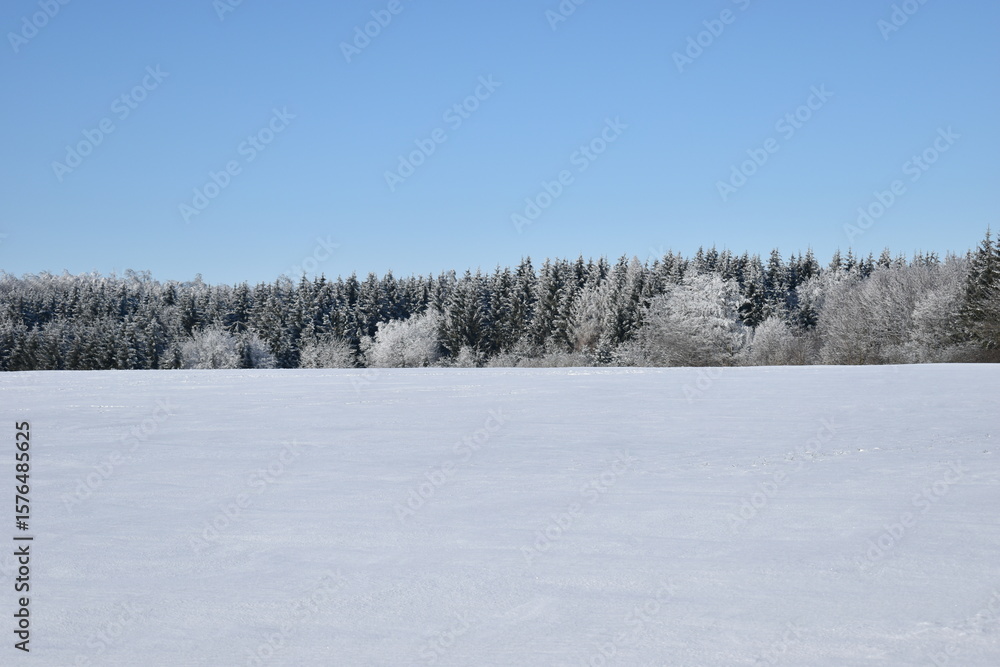 winter forest in the snow winter forest in the snow