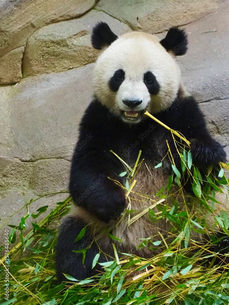 Naklejka premium giant panda eating bamboo