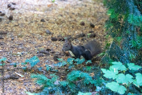 Eichhörnchen sitzt am Boden und sucht nach Essen