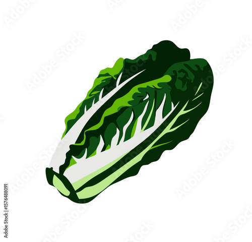 Romaine lettuce vector illustration for digestive health diet