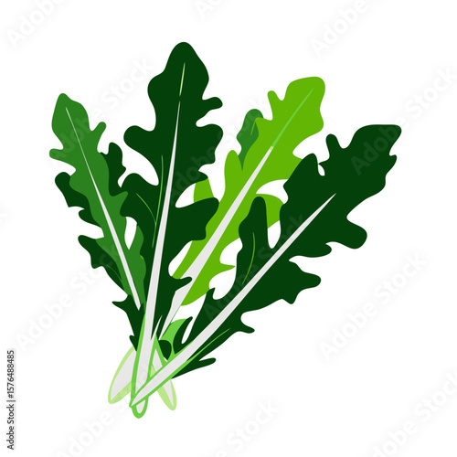 Arugula vector illustration for culinary and detox diet
